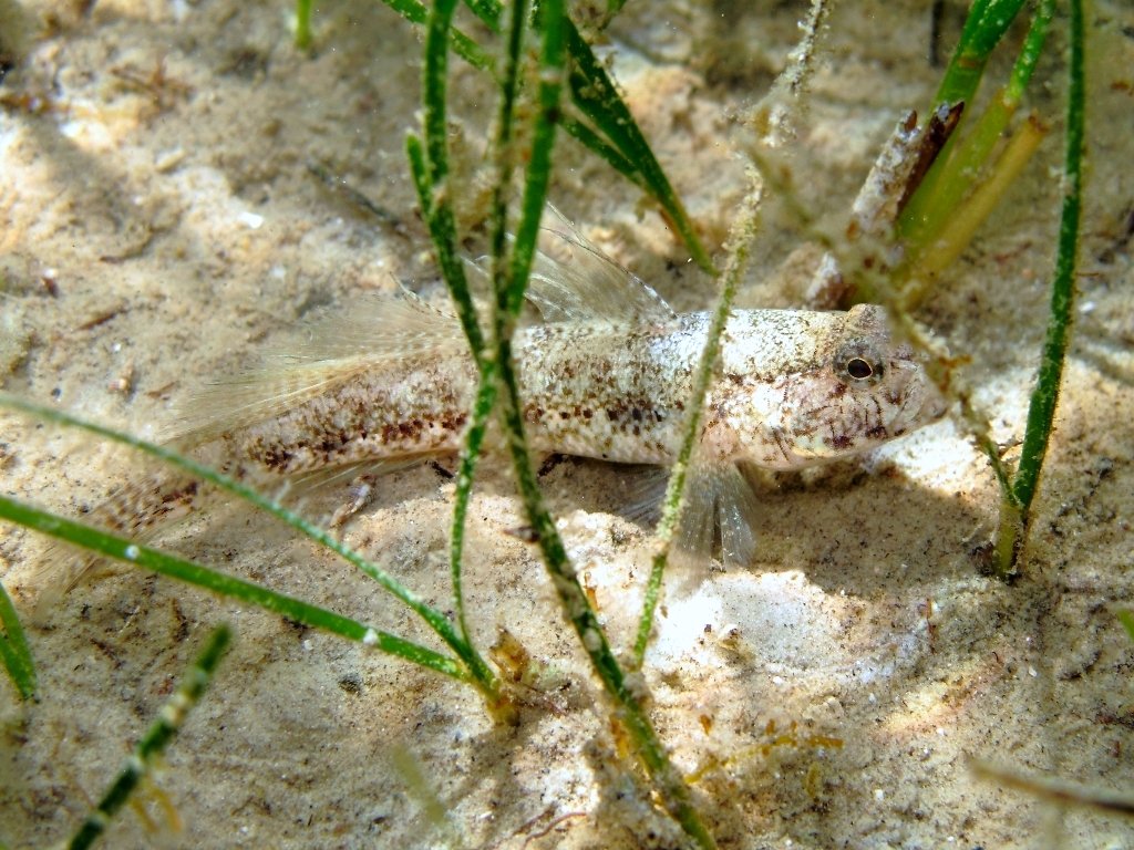 Gobius couchi (Miller & El-Tawil, 1974)